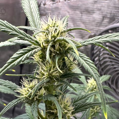Ztrawberriez Auto growlog timeline photo