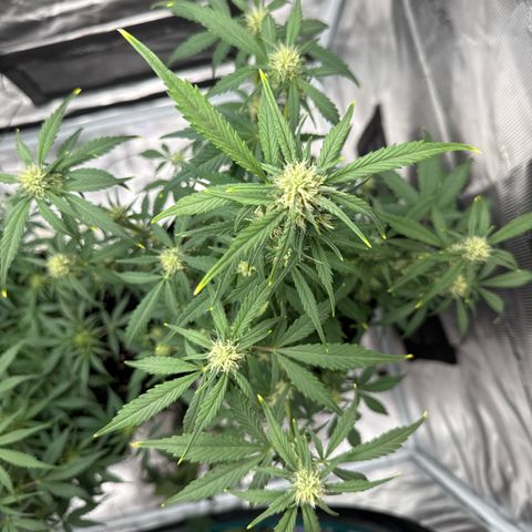 Ztrawberriez Auto growlog timeline photo