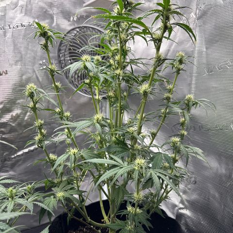 Ztrawberriez Auto growlog timeline photo