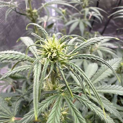 Gorilla Zkittlez Auto growlog timeline photo