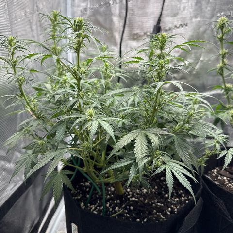 Gorilla Zkittlez Auto growlog timeline photo