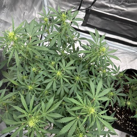 Gorilla Zkittlez Auto growlog timeline photo