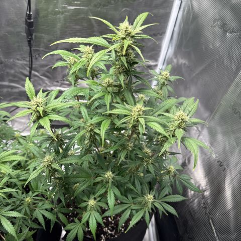 Ztrawberriez Auto growlog timeline photo