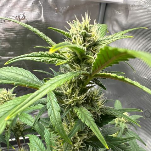 Ztrawberriez Auto growlog timeline photo