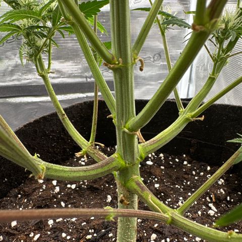 Ztrawberriez Auto growlog timeline photo