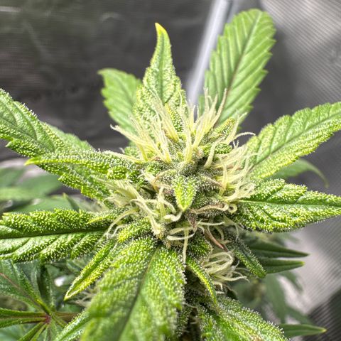 Ztrawberriez Auto growlog timeline photo