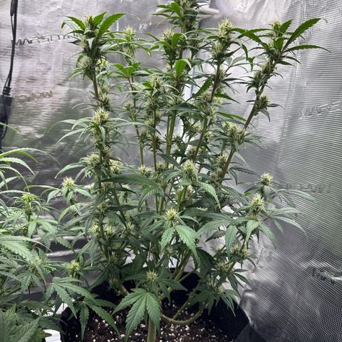 Ztrawberriez Auto growlog timeline photo