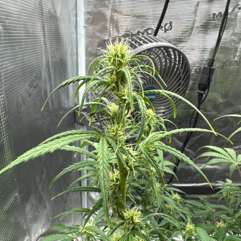 Gorilla Zkittlez Auto growlog timeline photo