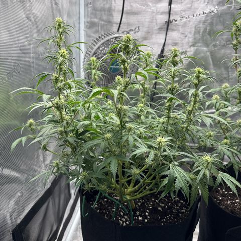 Gorilla Zkittlez Auto growlog timeline photo