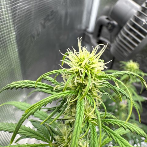 Gorilla Zkittlez Auto growlog timeline photo