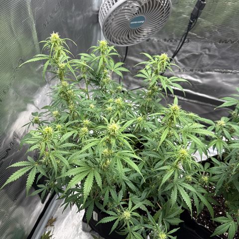 Gorilla Zkittlez Auto growlog timeline photo