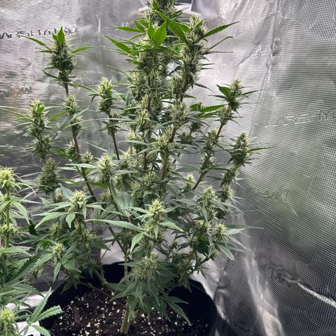 Ztrawberriez Auto growlog timeline photo