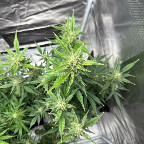 Ztrawberriez Auto growlog timeline photo