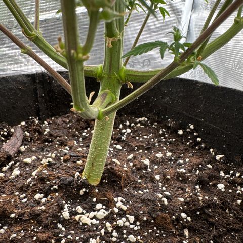 Ztrawberriez Auto growlog timeline photo