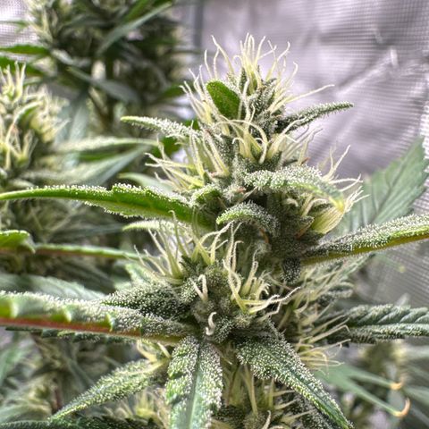 Ztrawberriez Auto growlog timeline photo
