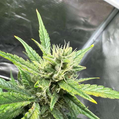 Ztrawberriez Auto growlog timeline photo