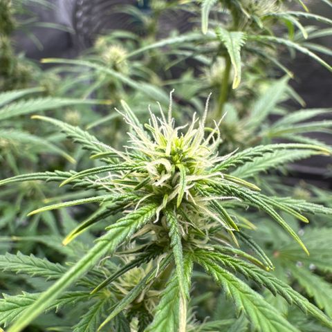Gorilla Zkittlez Auto growlog timeline photo