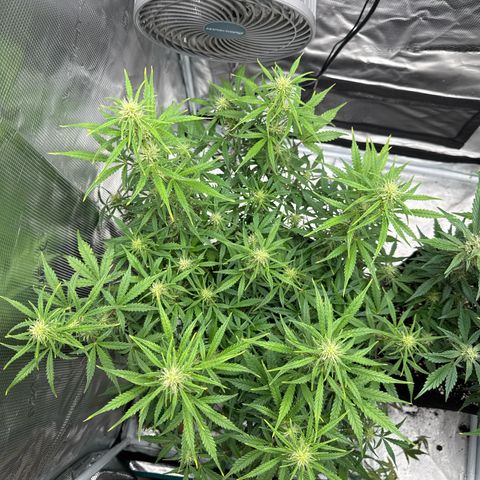 Gorilla Zkittlez Auto growlog timeline photo