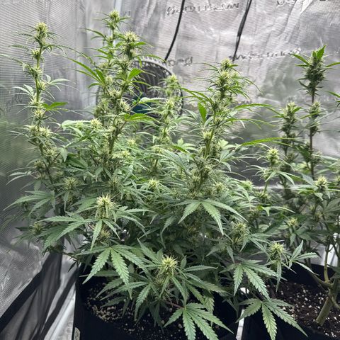 Gorilla Zkittlez Auto growlog timeline photo