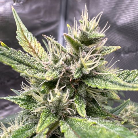 Ztrawberriez Auto growlog timeline photo