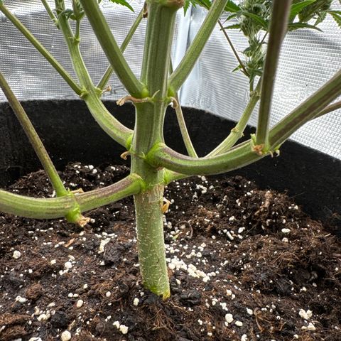 Ztrawberriez Auto growlog timeline photo