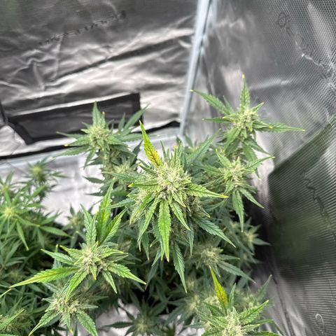 Ztrawberriez Auto growlog timeline photo