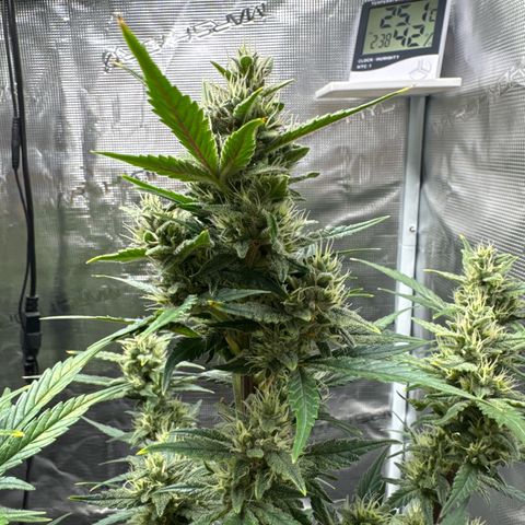 Ztrawberriez Auto growlog timeline photo