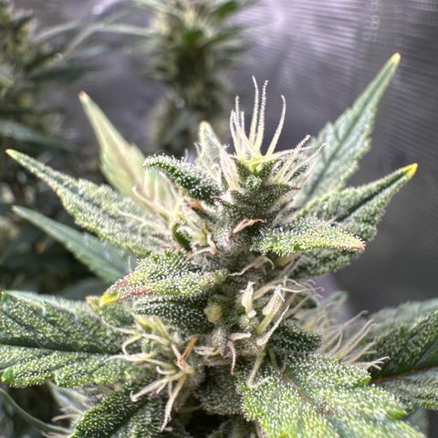 Ztrawberriez Auto growlog timeline photo