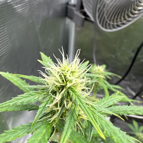 Gorilla Zkittlez Auto growlog timeline photo