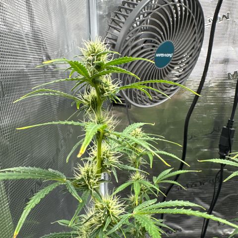 Gorilla Zkittlez Auto growlog timeline photo