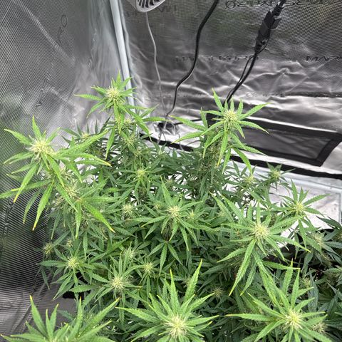 Gorilla Zkittlez Auto growlog timeline photo