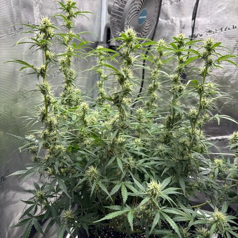Gorilla Zkittlez Auto growlog timeline photo