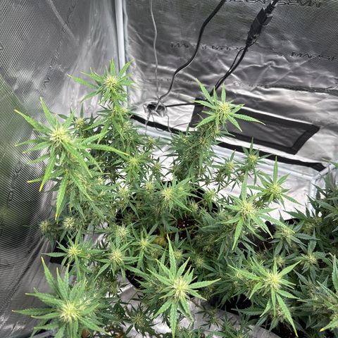 Gorilla Zkittlez Auto growlog timeline photo