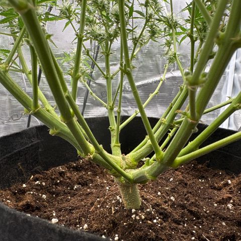 Gorilla Zkittlez Auto growlog timeline photo