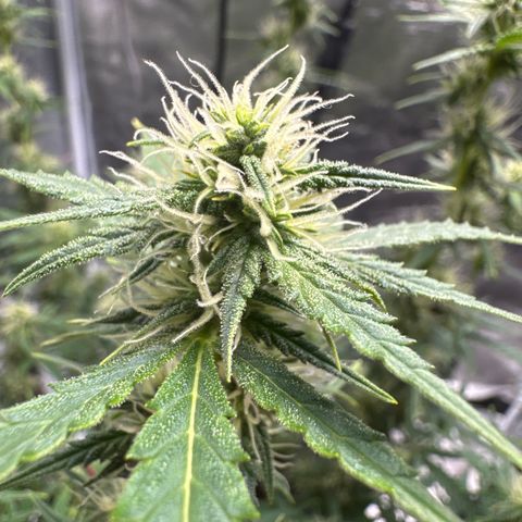 Gorilla Zkittlez Auto growlog timeline photo
