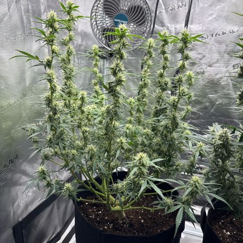 Gorilla Zkittlez Auto growlog timeline photo