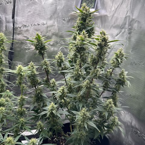 Ztrawberriez Auto growlog timeline photo