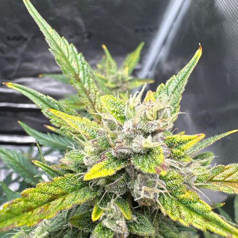 Ztrawberriez Auto growlog timeline photo