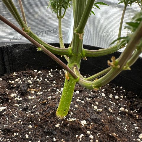 Ztrawberriez Auto growlog timeline photo