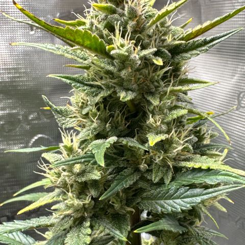 Ztrawberriez Auto growlog timeline photo