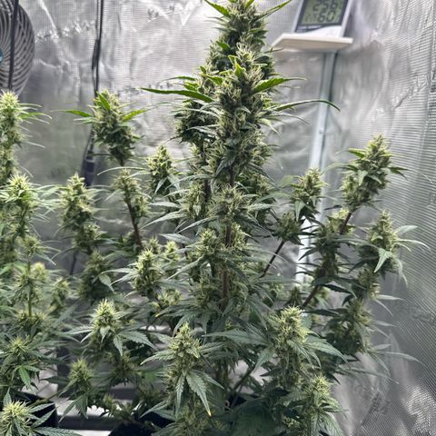 Ztrawberriez Auto growlog timeline photo