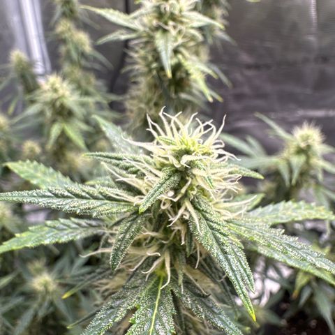 Gorilla Zkittlez Auto growlog timeline photo
