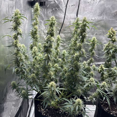 Gorilla Zkittlez Auto growlog timeline photo