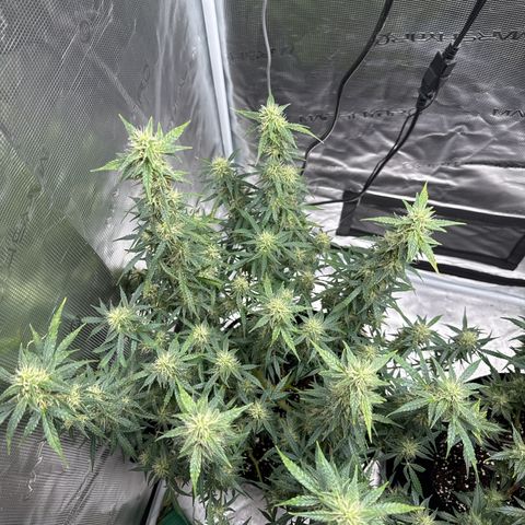 Gorilla Zkittlez Auto growlog timeline photo