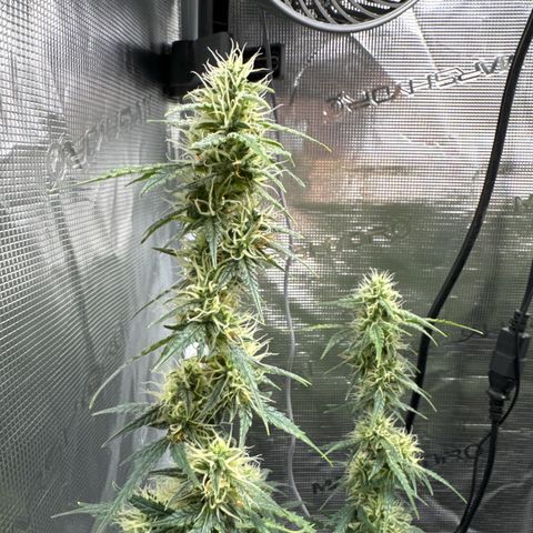 Gorilla Zkittlez Auto growlog timeline photo