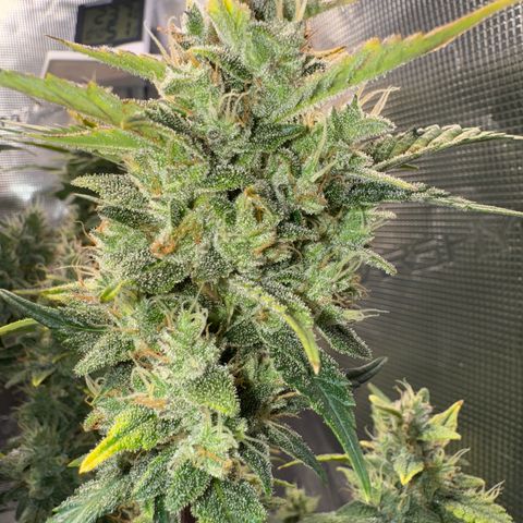 Ztrawberriez Auto growlog timeline photo