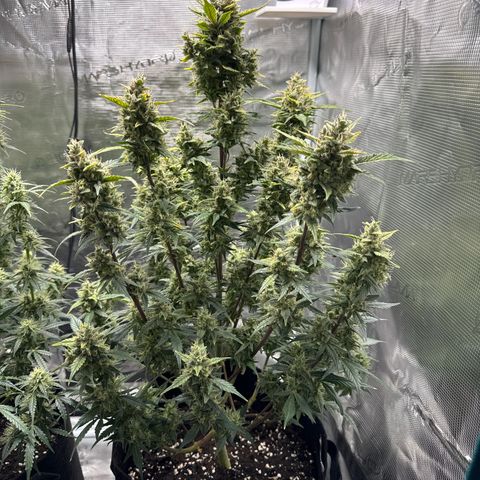 Ztrawberriez Auto growlog timeline photo