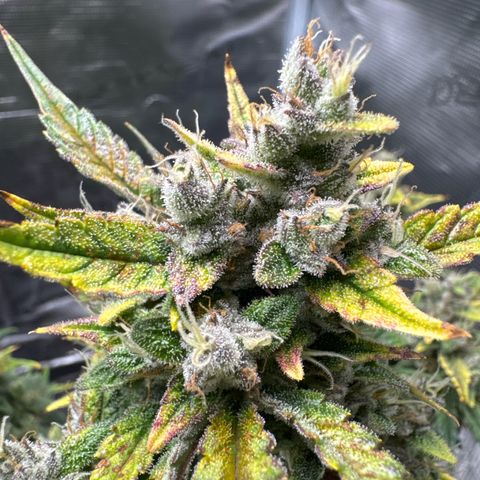 Ztrawberriez Auto growlog timeline photo