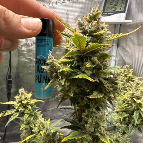 Ztrawberriez Auto growlog timeline photo