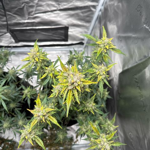 Ztrawberriez Auto growlog timeline photo